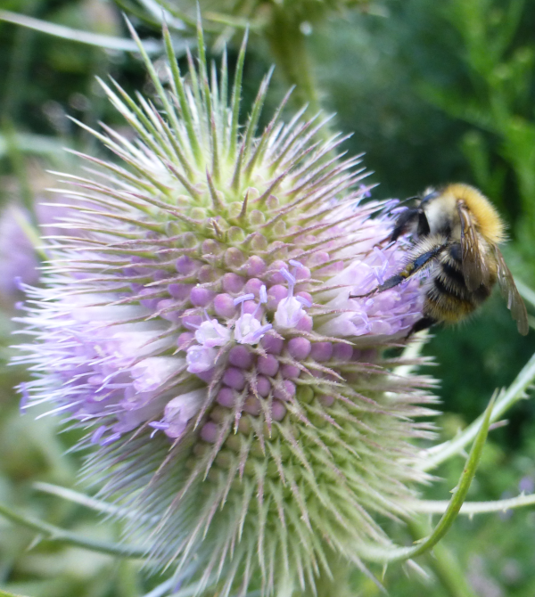 Blütenring mit Biene