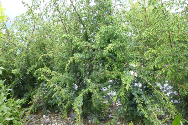 Junge Wacholderhecke